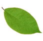 leaf_bottom