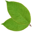 leaf_top